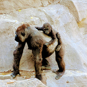 Gorillas at the San Diego Zoo Safari Park