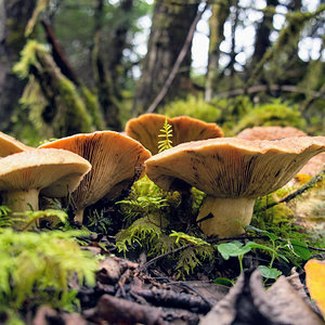 Lactarius fungi