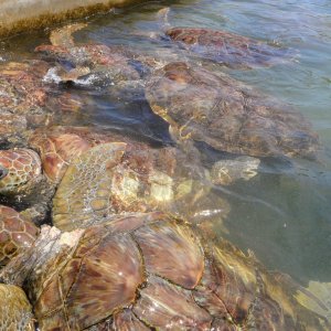 Cayman turtle centre