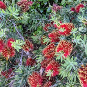 Bottlebrush