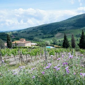Tuscan vineyard, Italy