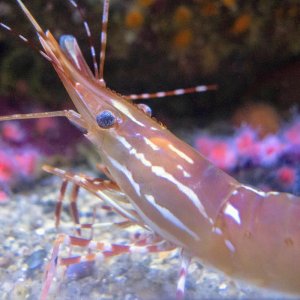 Caridean shrimp