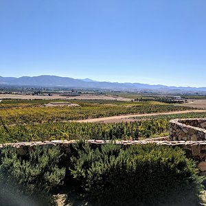Vineyard in Ensenada Mexico