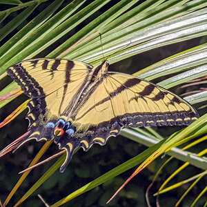 Western tiger swallowtail butterfly