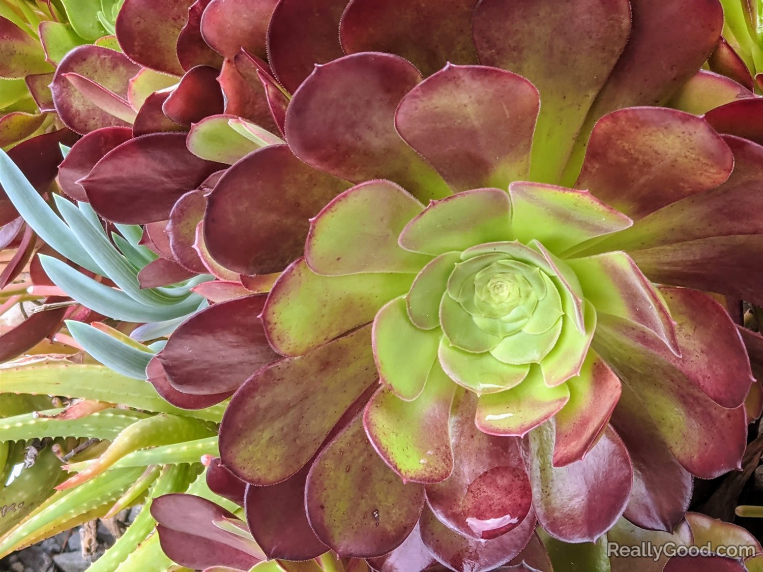 Aeonium