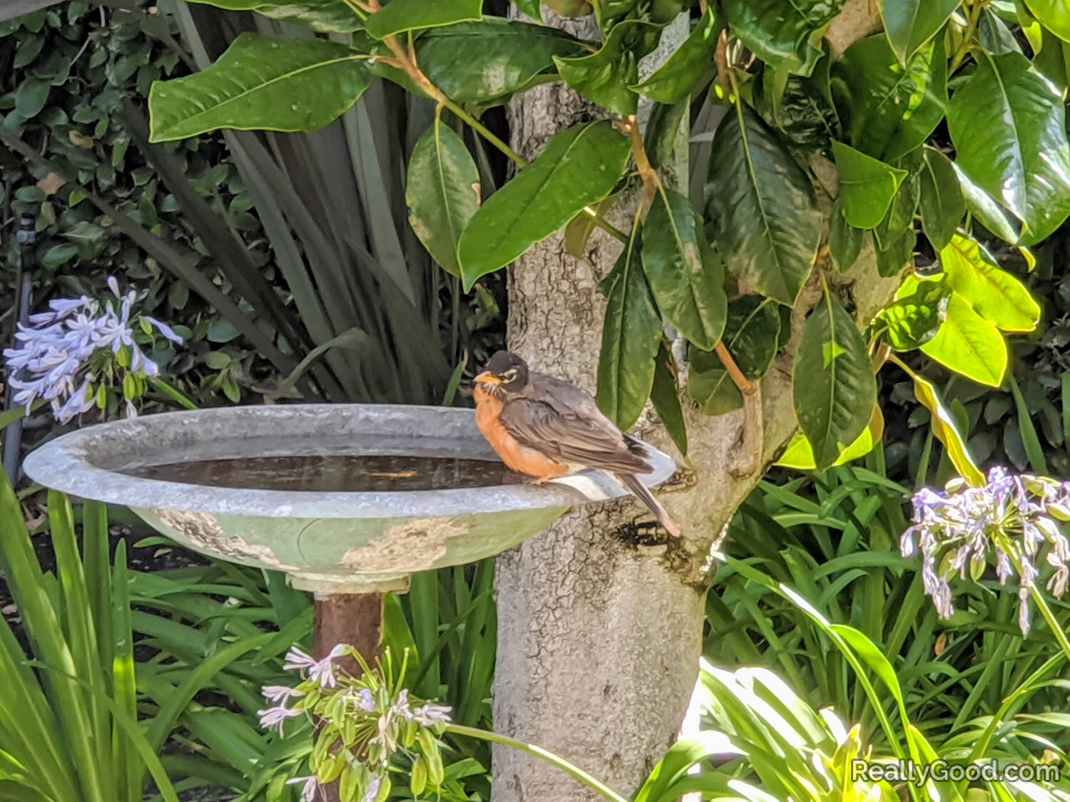 American Robin