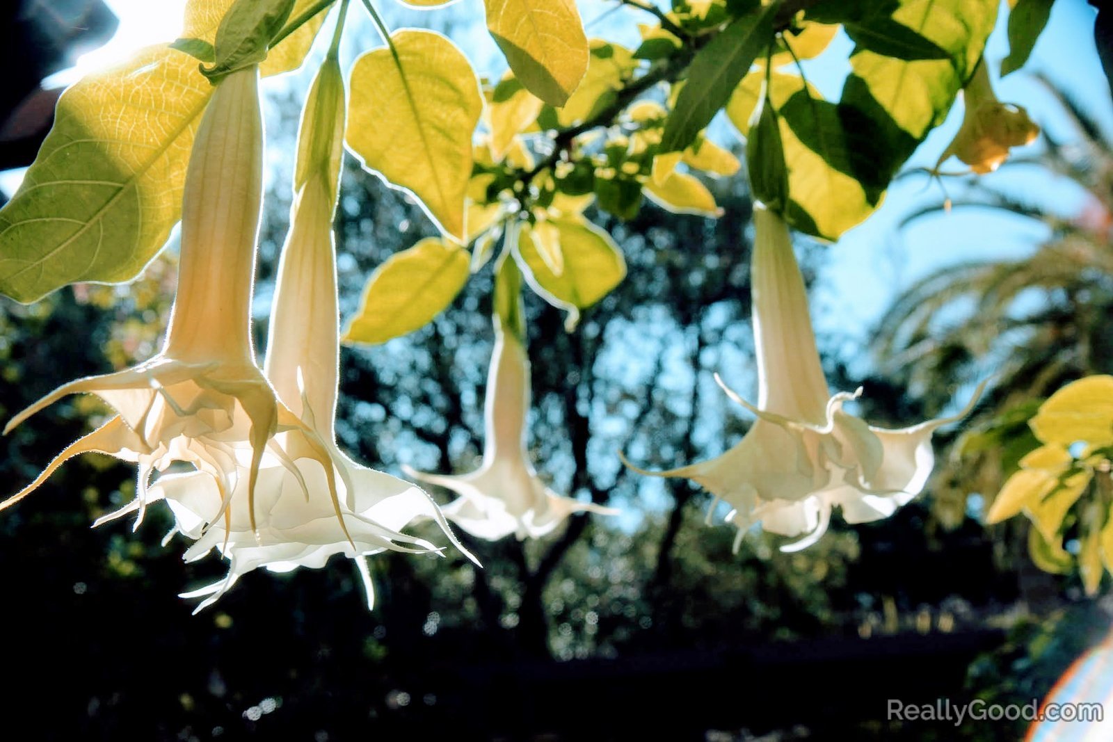 Angel's Trumpet Flowers