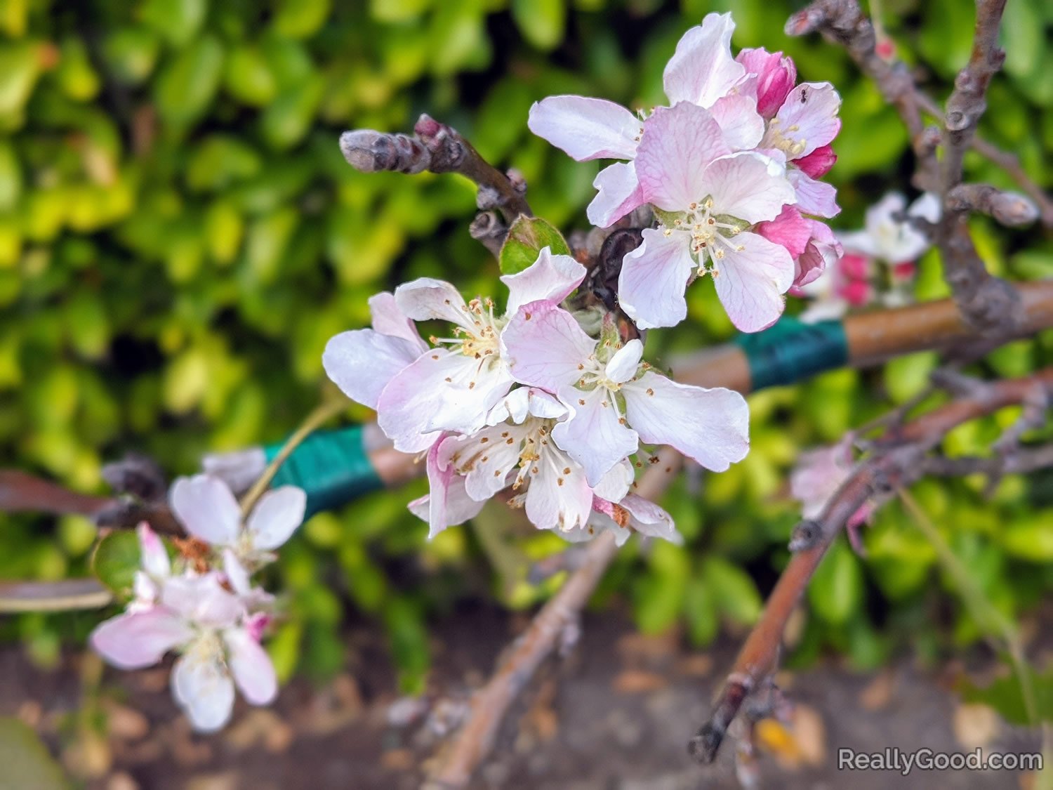 Apple blossoms