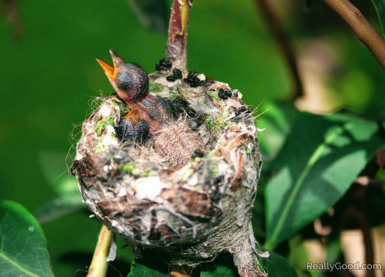 Baby hummingbird