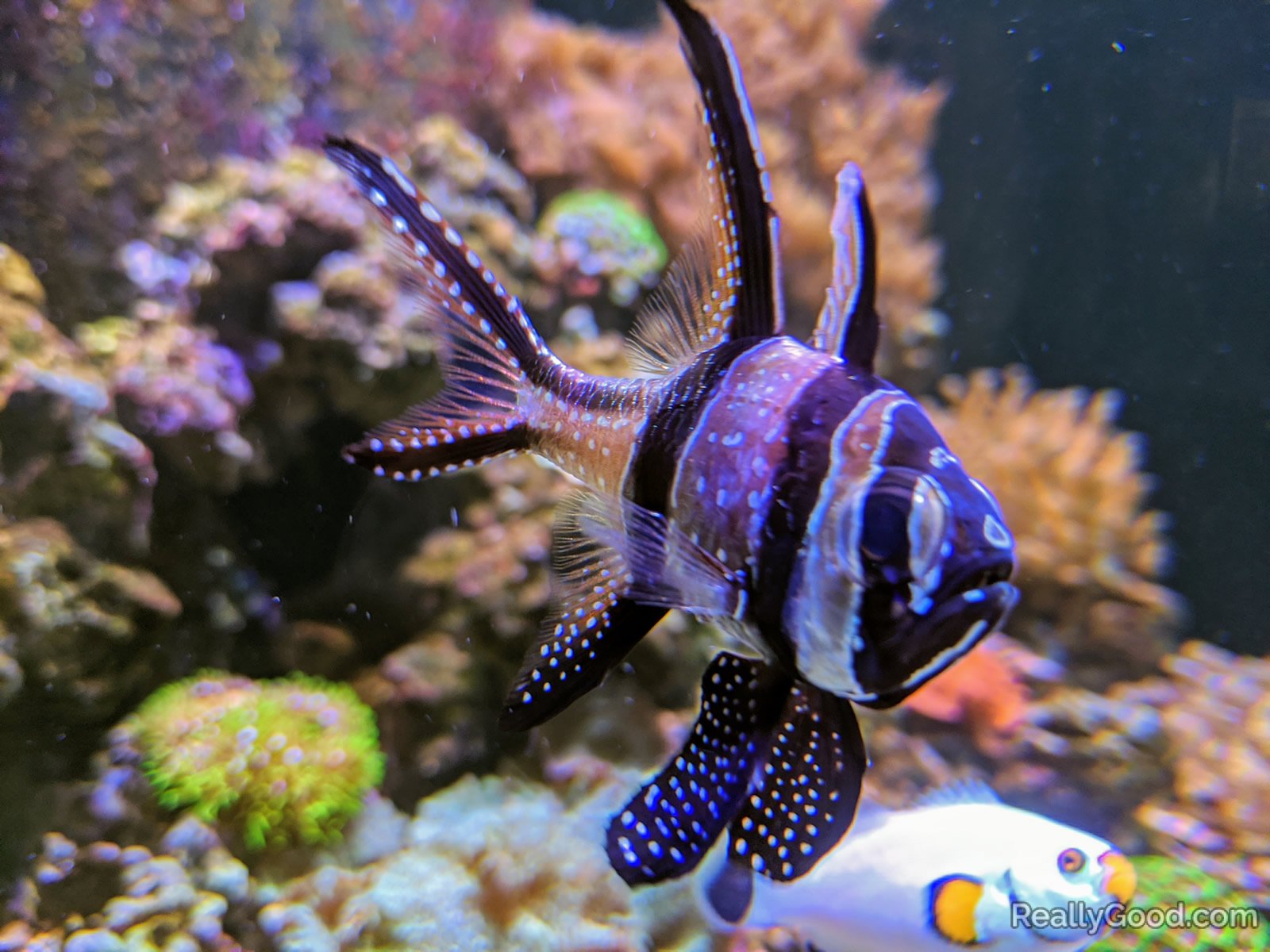 Banggai cardinalfish