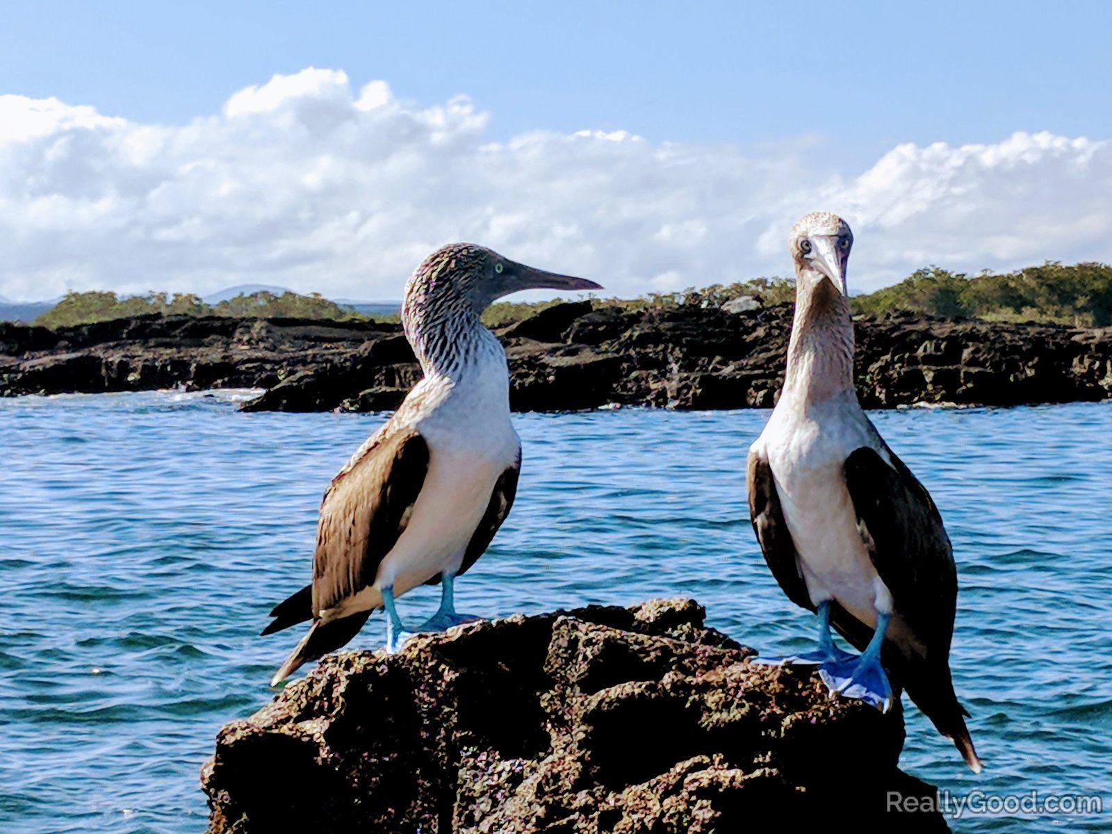 Blue footed booby