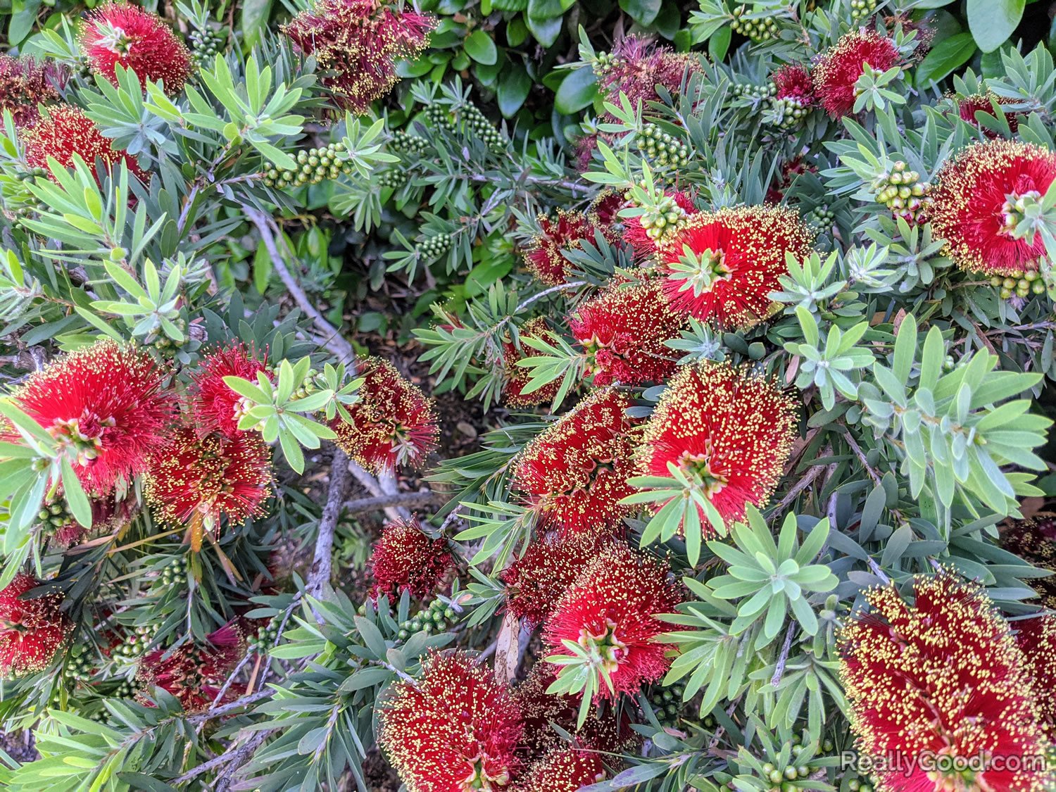 Bottlebrush