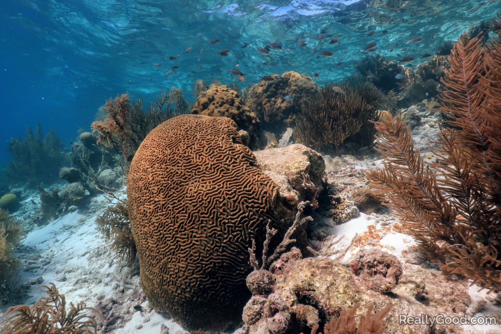 Brain coral at Klein Bonaire