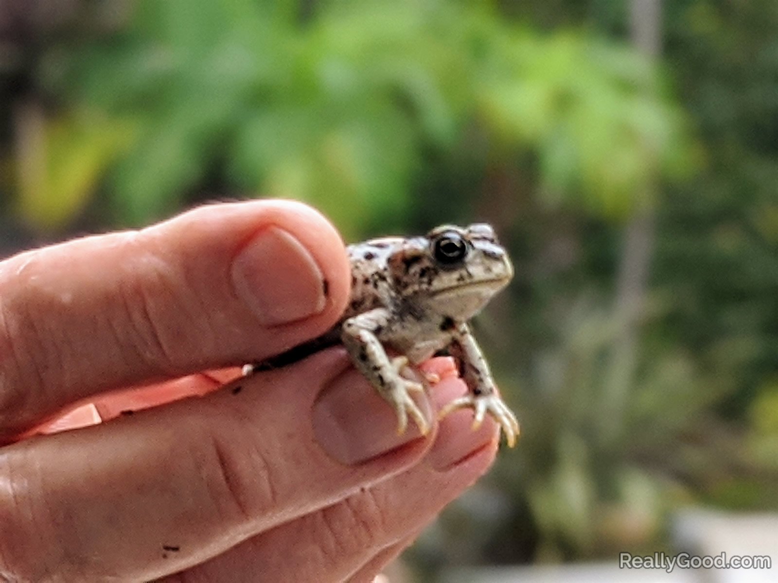 California toad