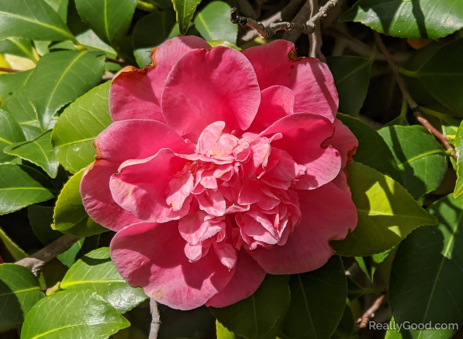 Camellia