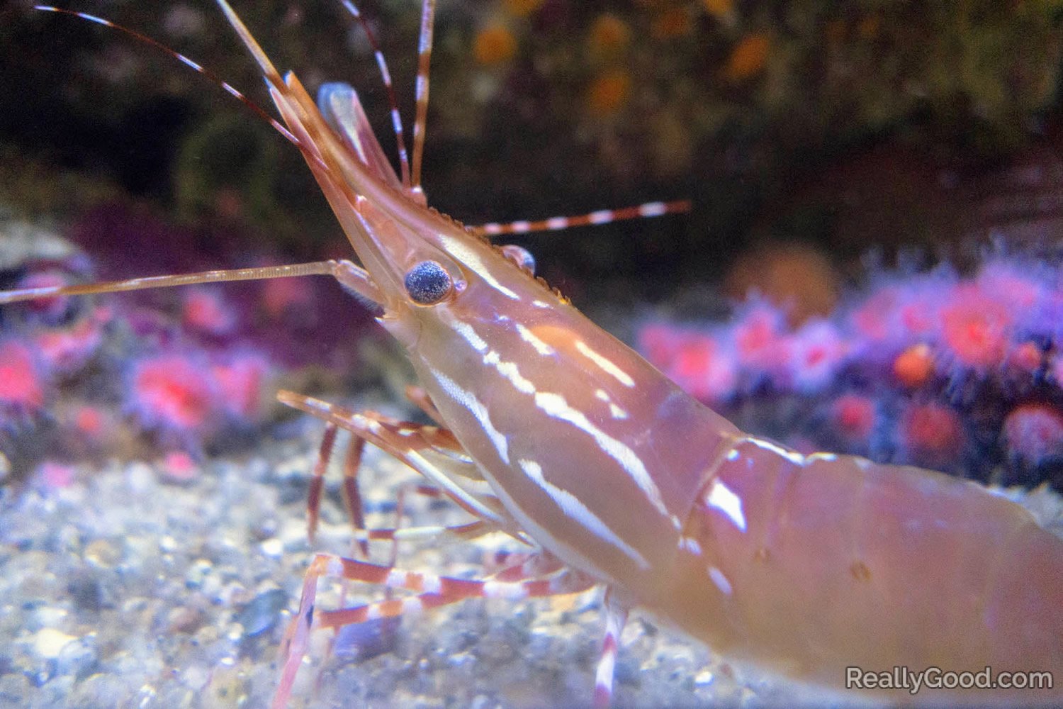 Caridean shrimp