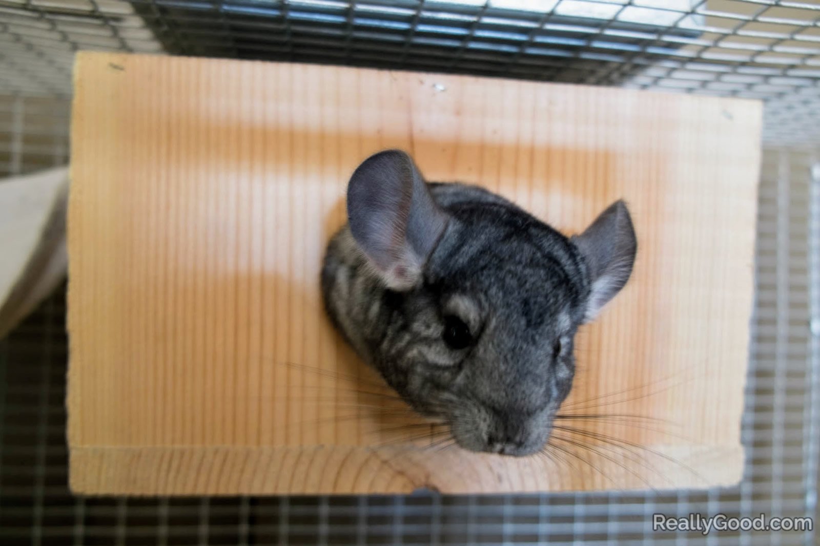 Chinchilla