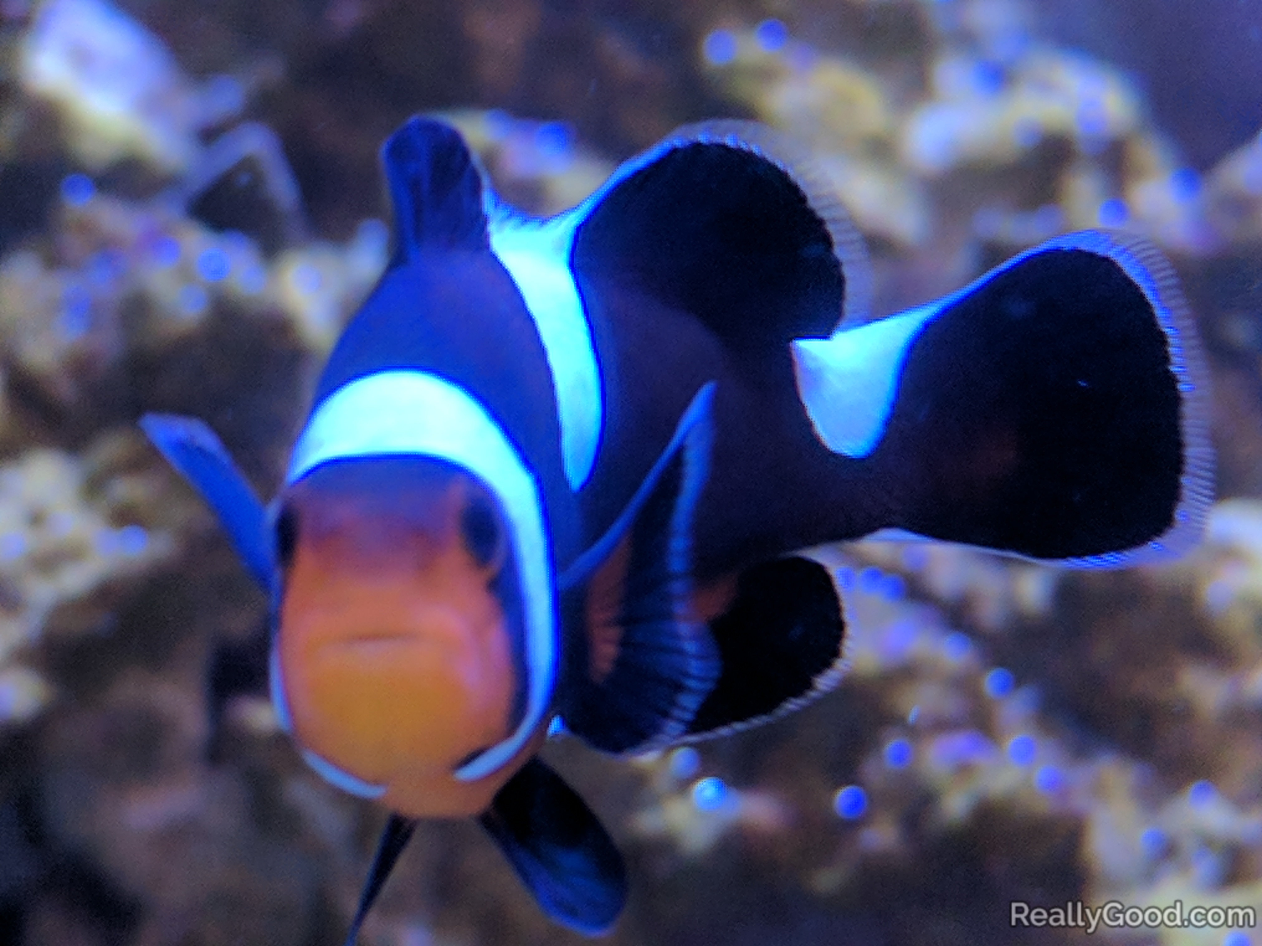 Clownfish at Molokini, Hawaii