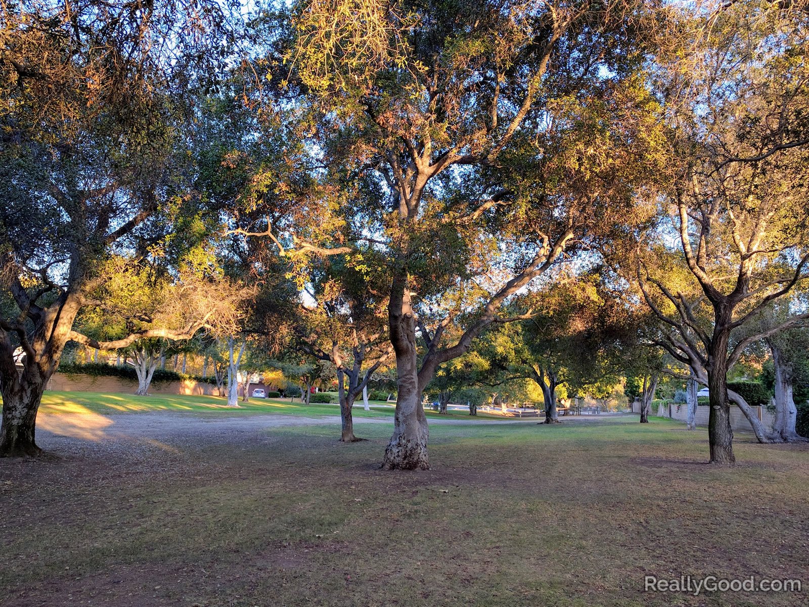 Coast live oaks