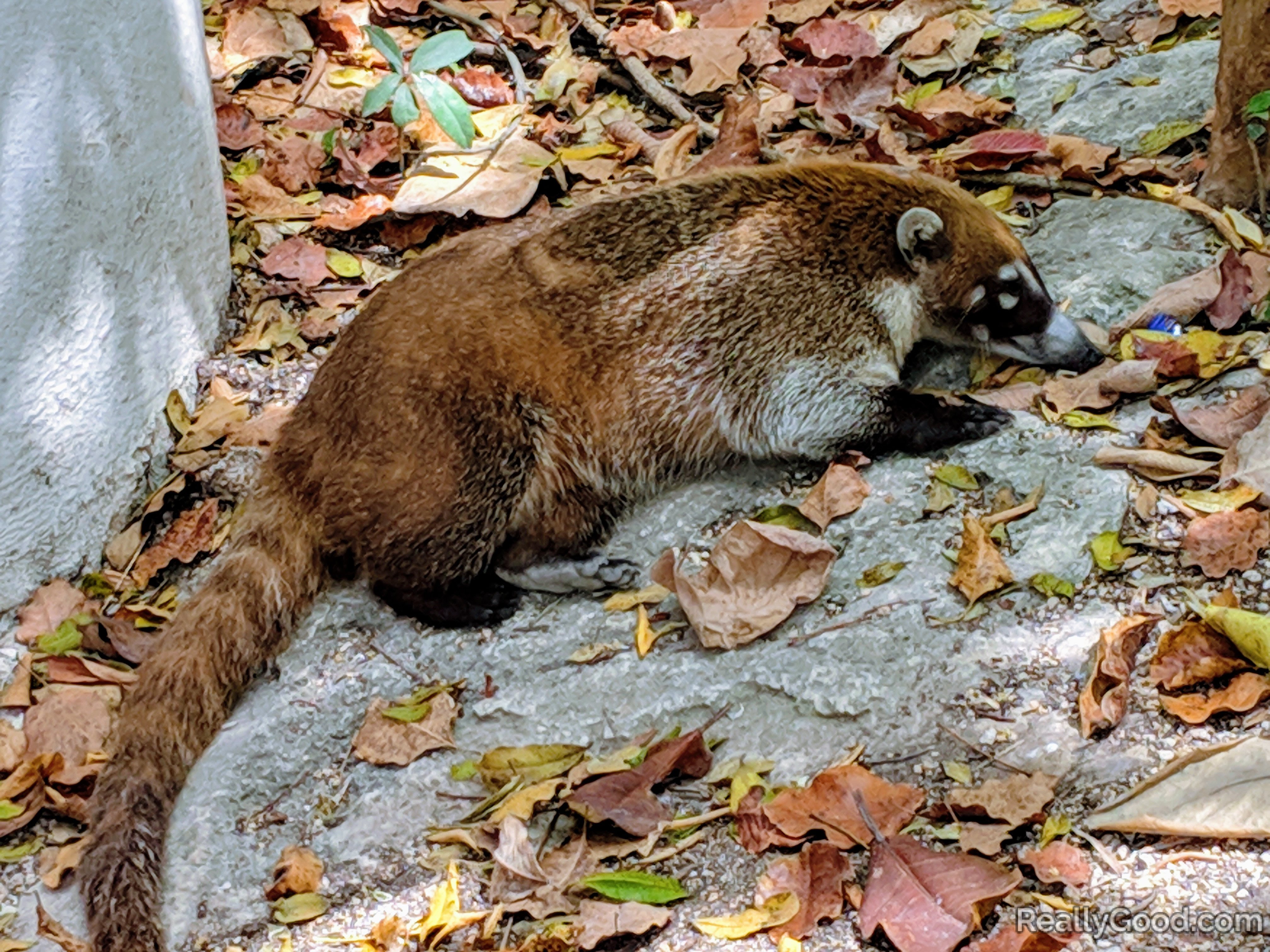 coati plush