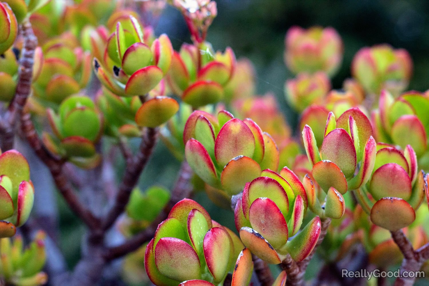 Crassula