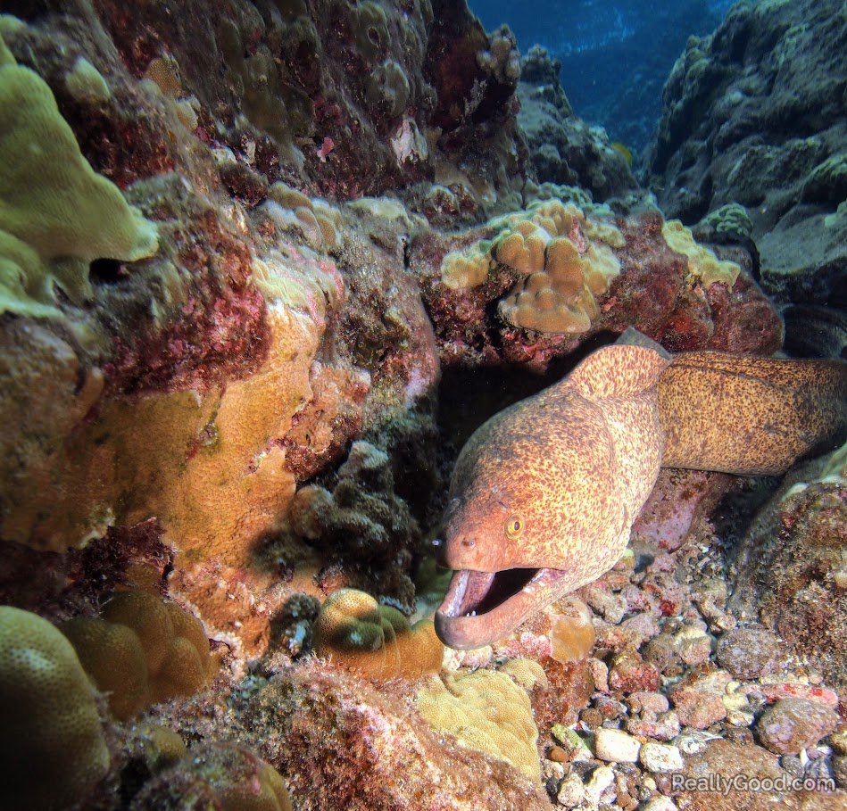 Eel in Molokini, Maui