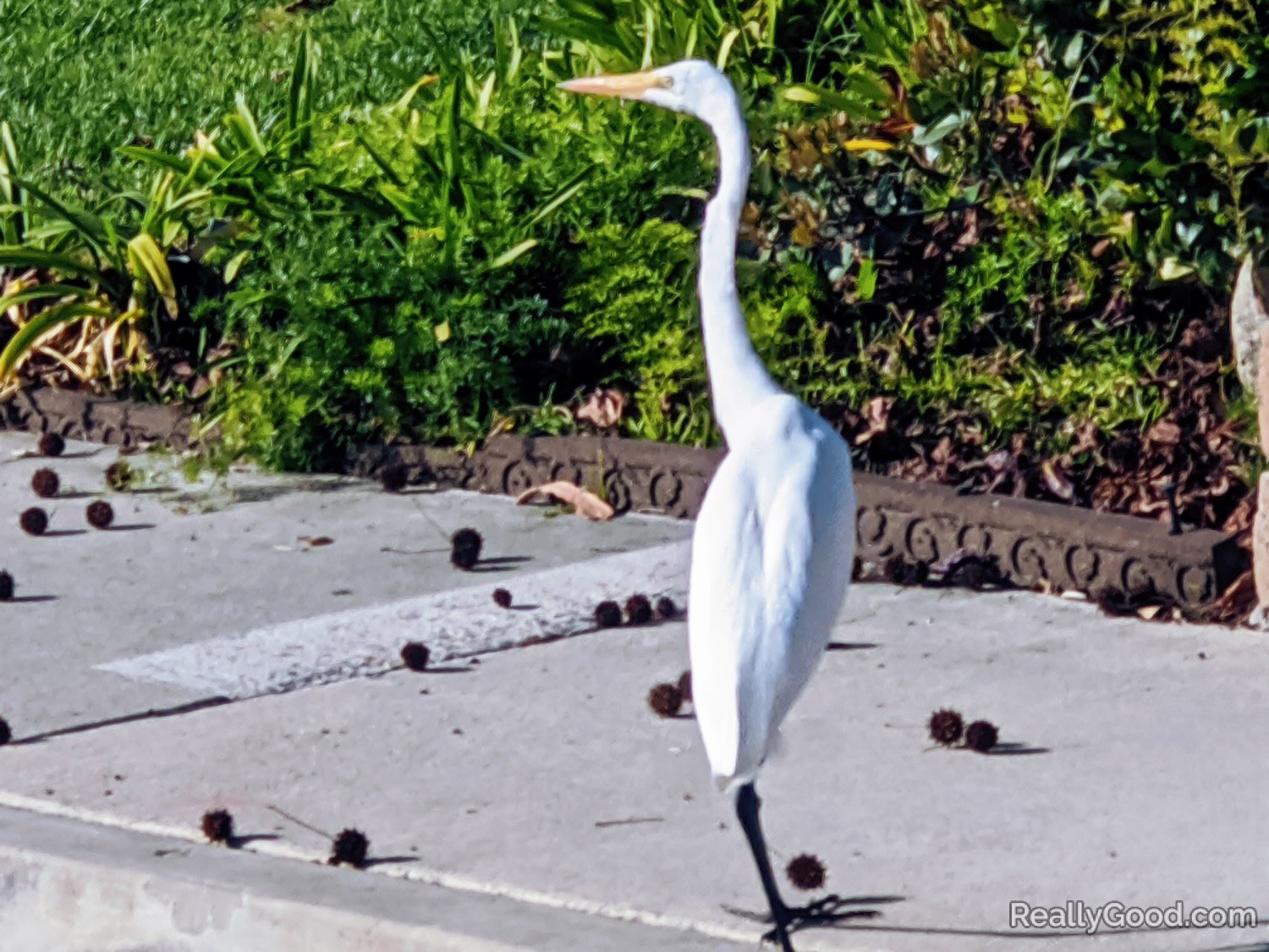 Egret