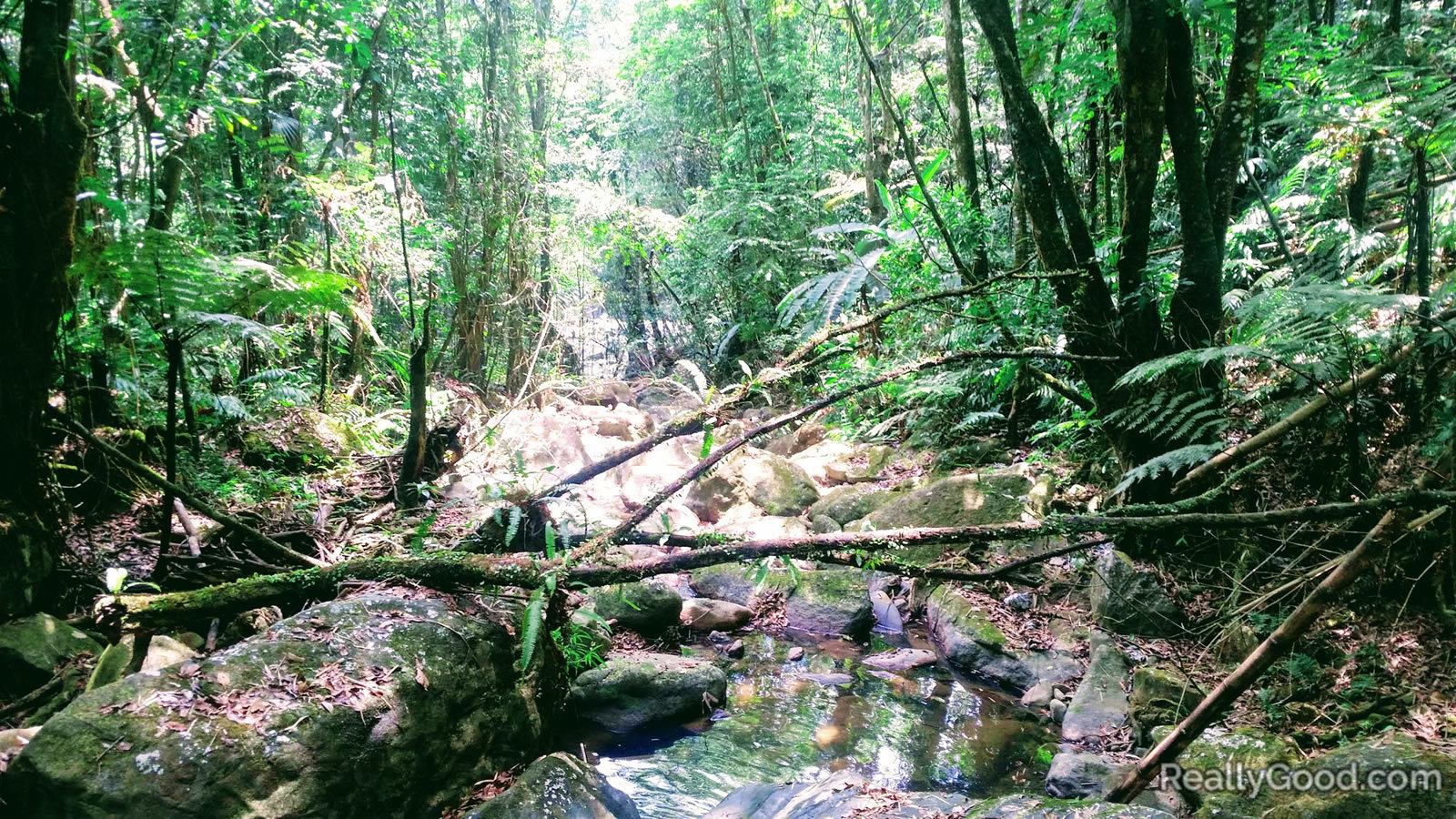 El Yunque National Forest, Puerto Rico.
