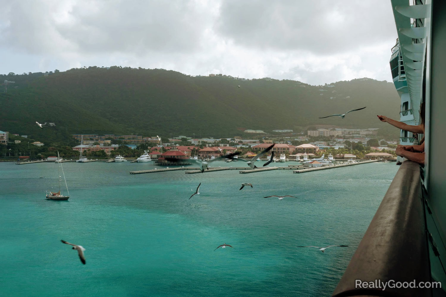 Feeding seagulls