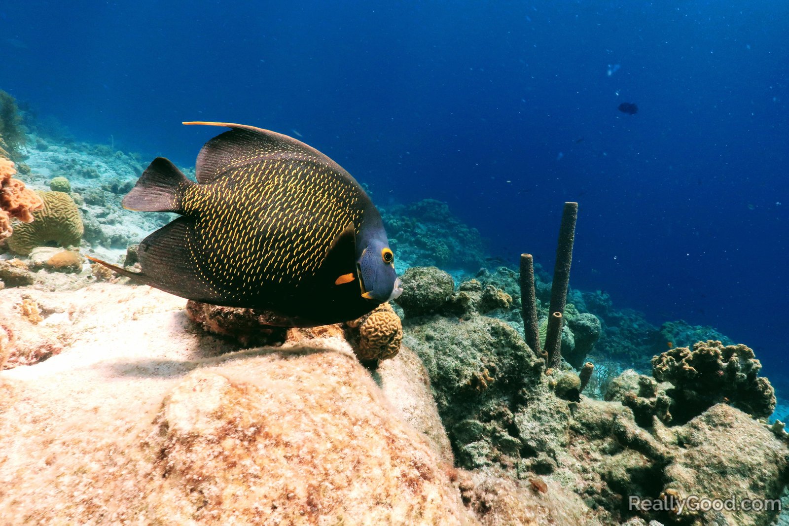 Fish we saw while snorkeling in Klein Bonaire