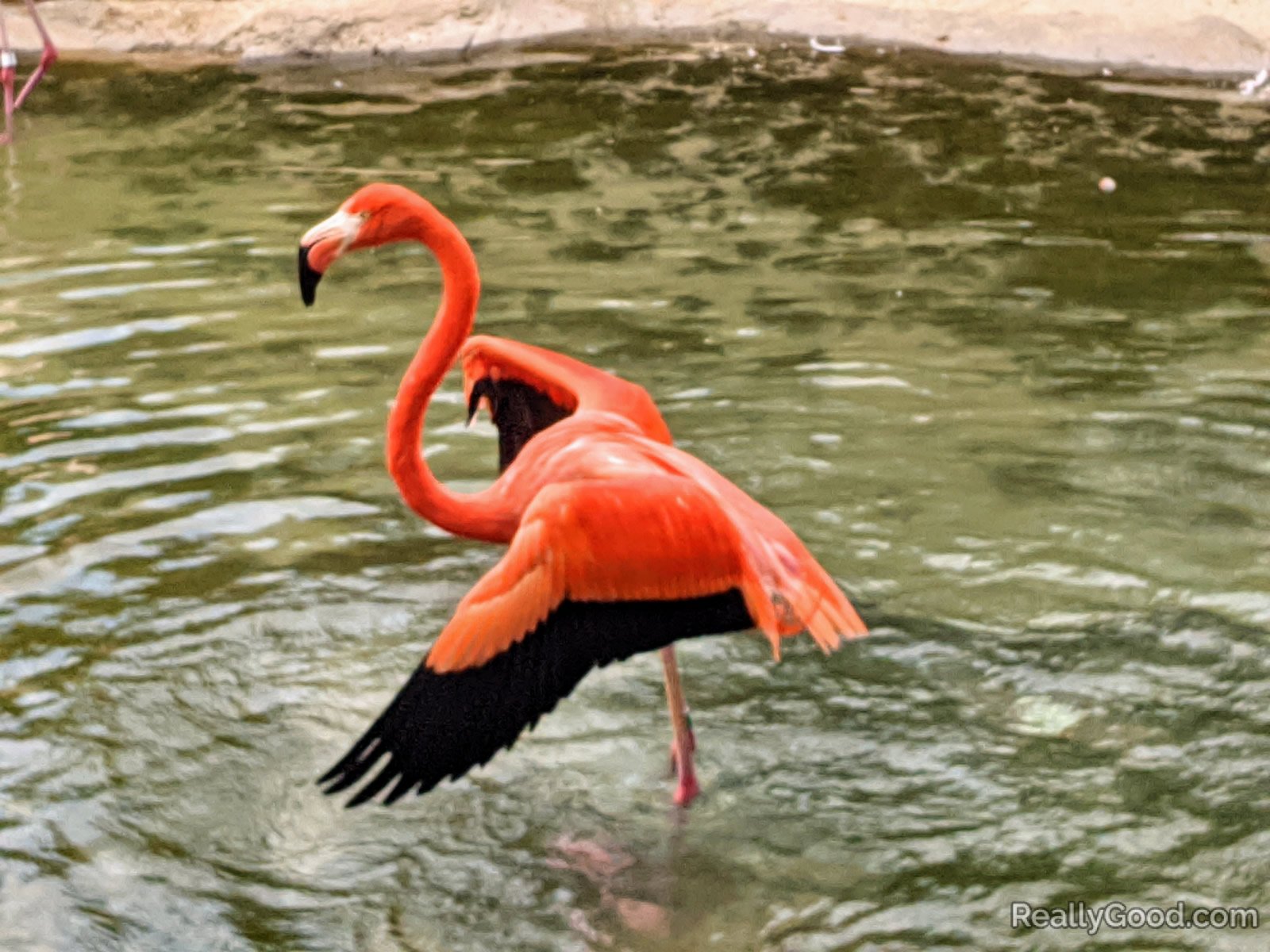 Flamingo