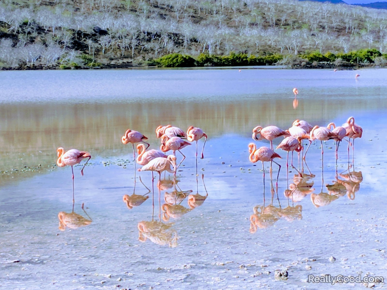 Flamingos