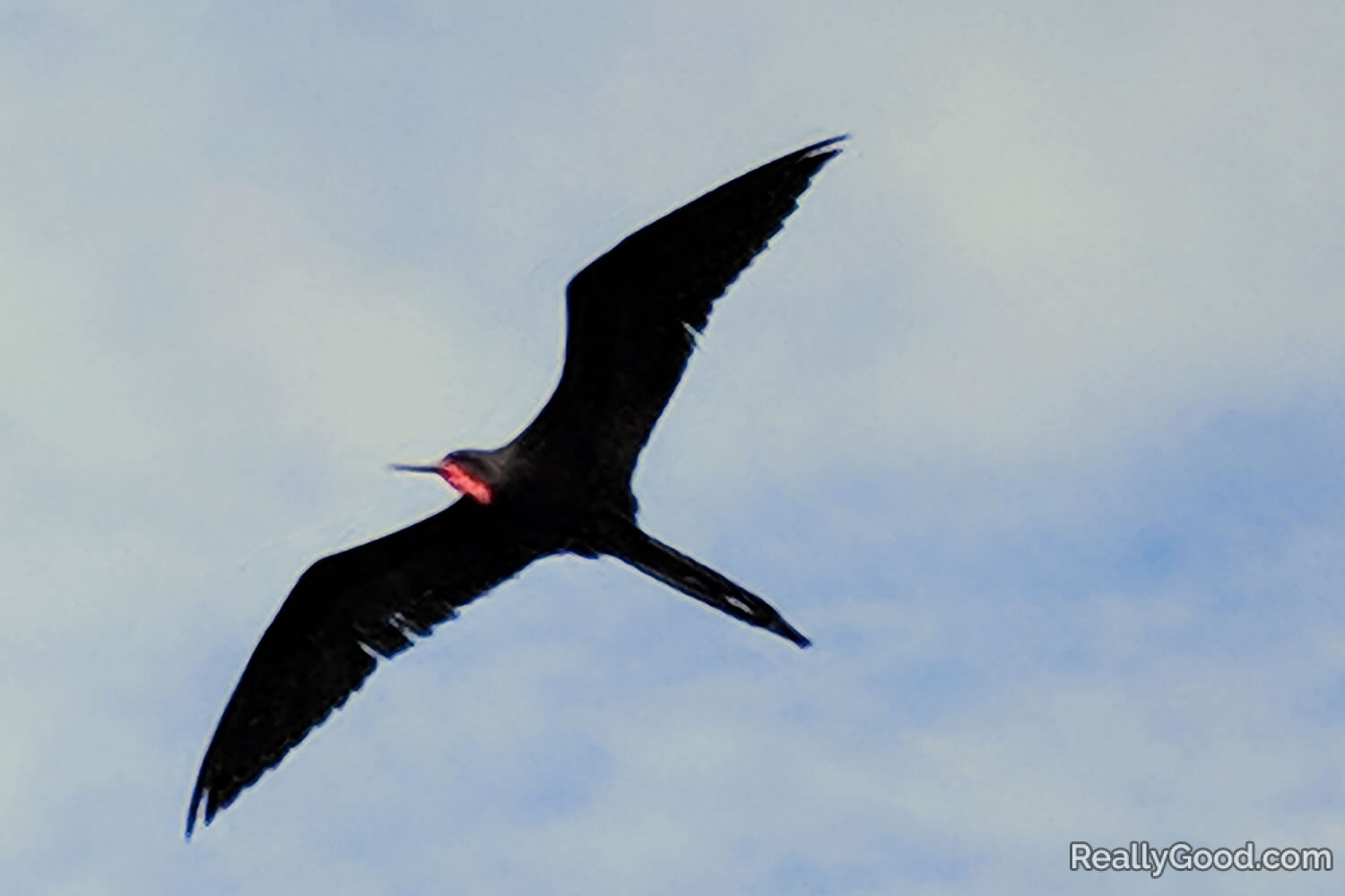 Frigatebird