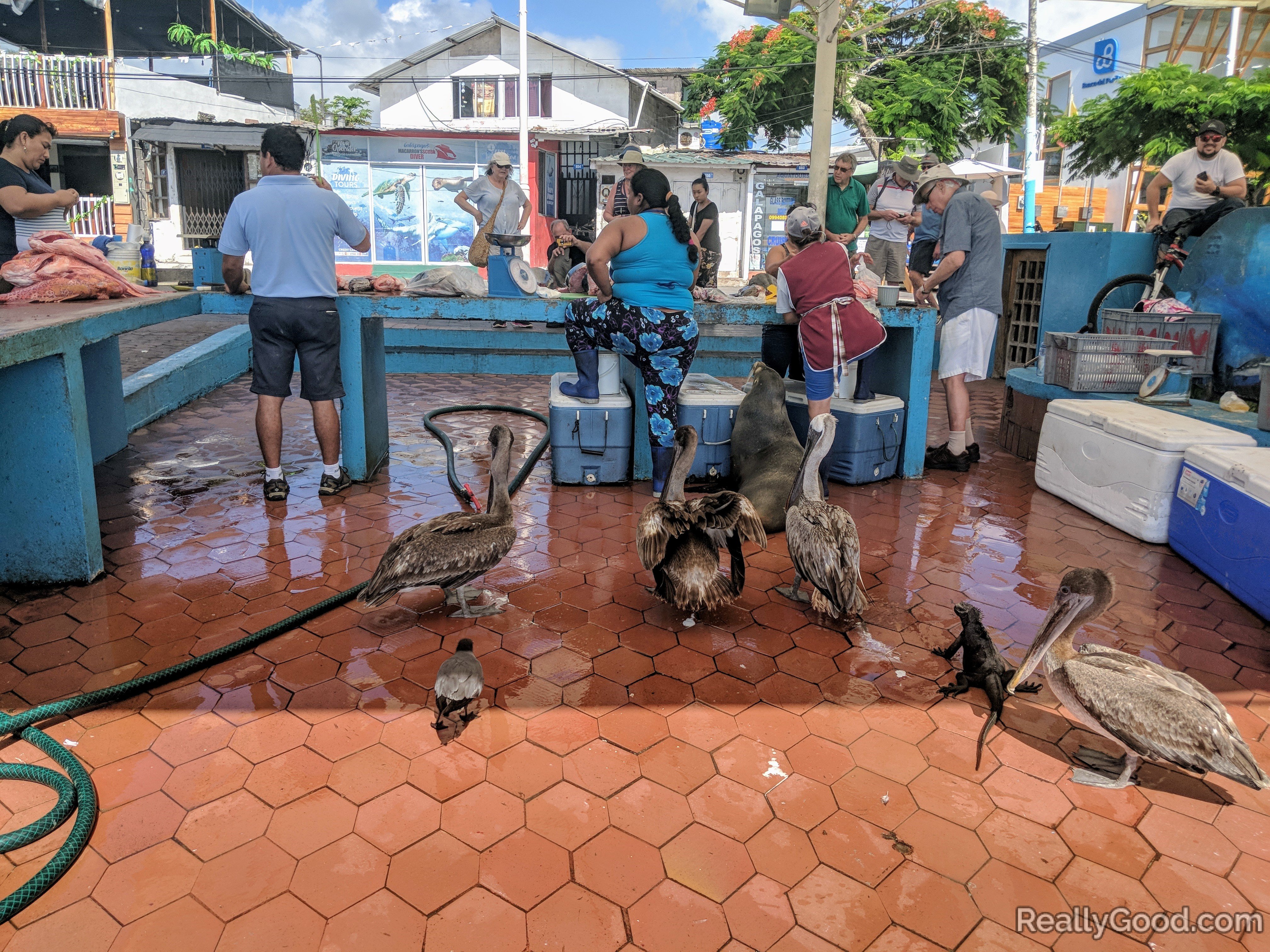 Galapagos fish market