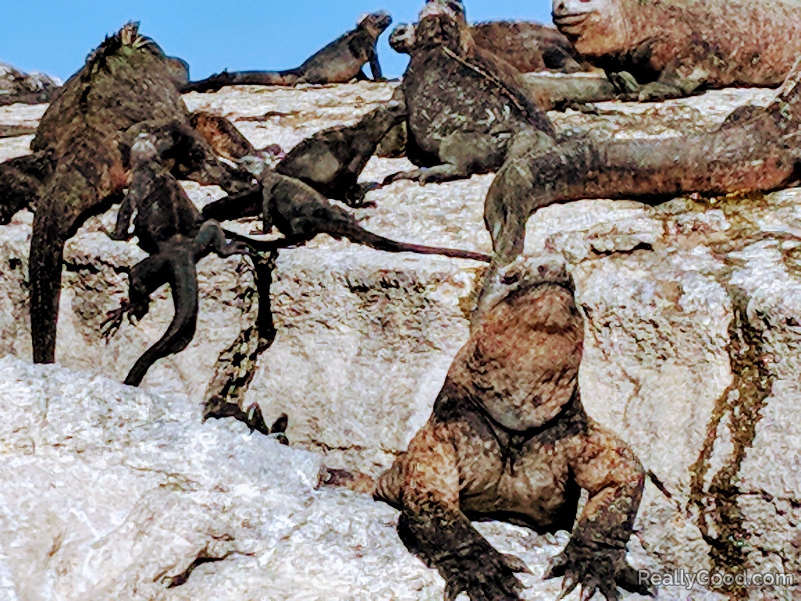 Galapagos iguanas