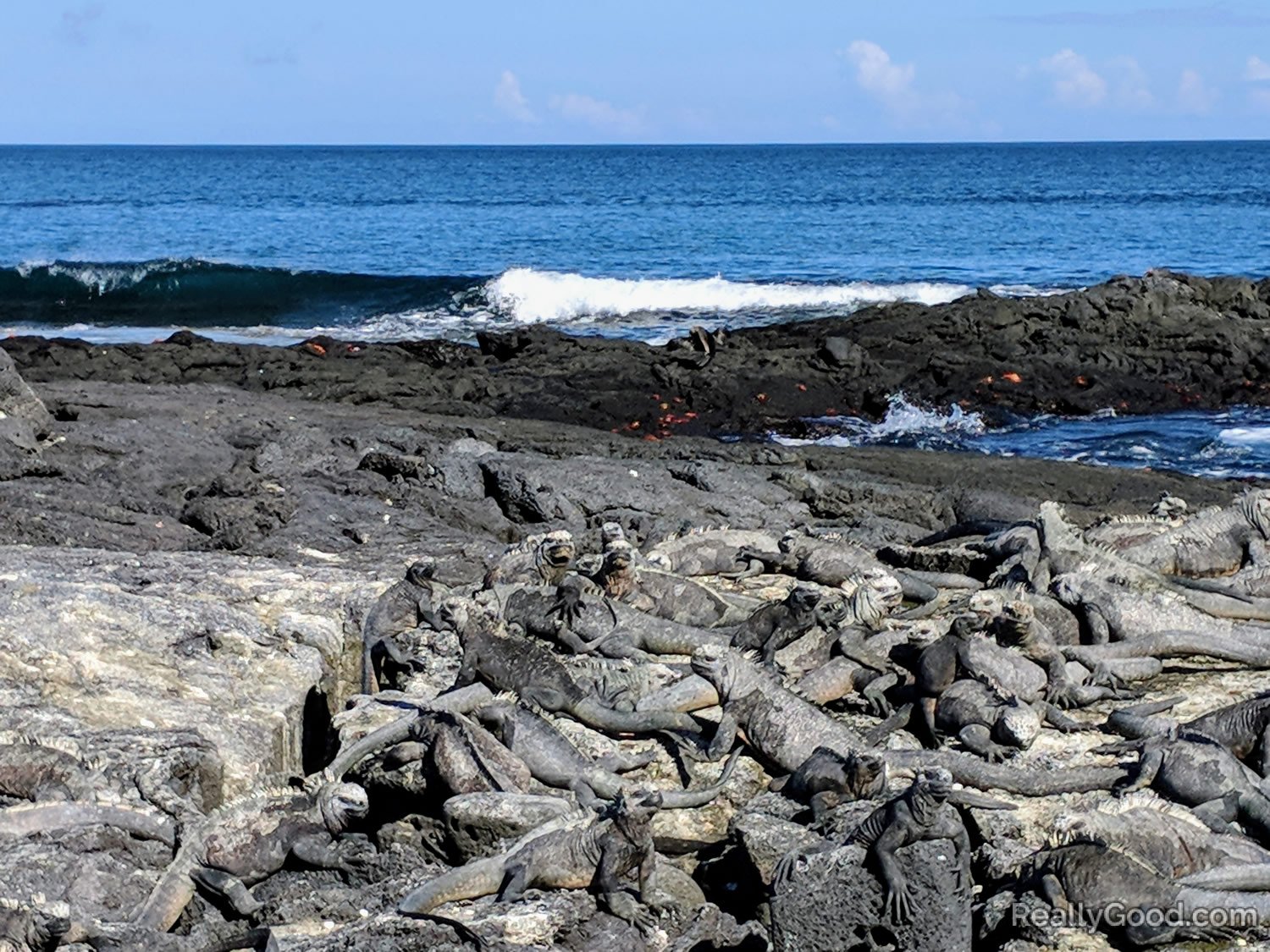 Galapagos marine iguanas