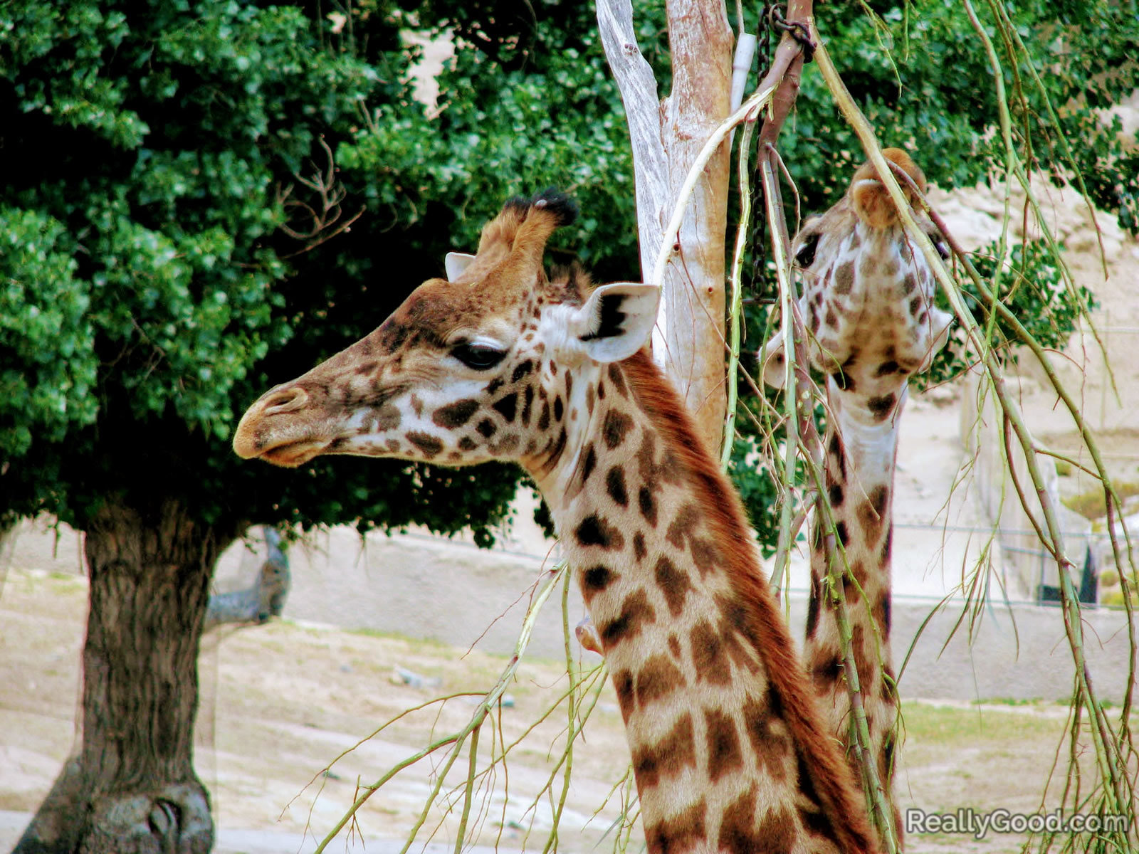 Giraffes