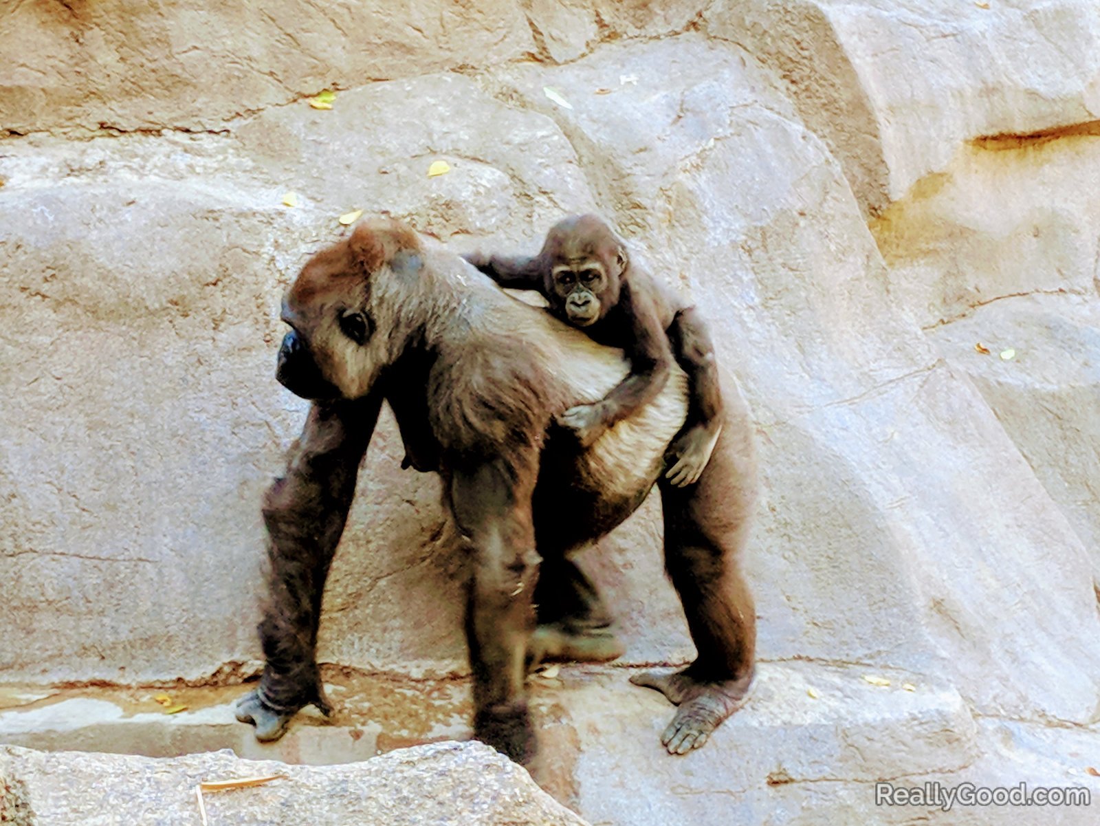 Gorillas at the San Diego Zoo Safari Park