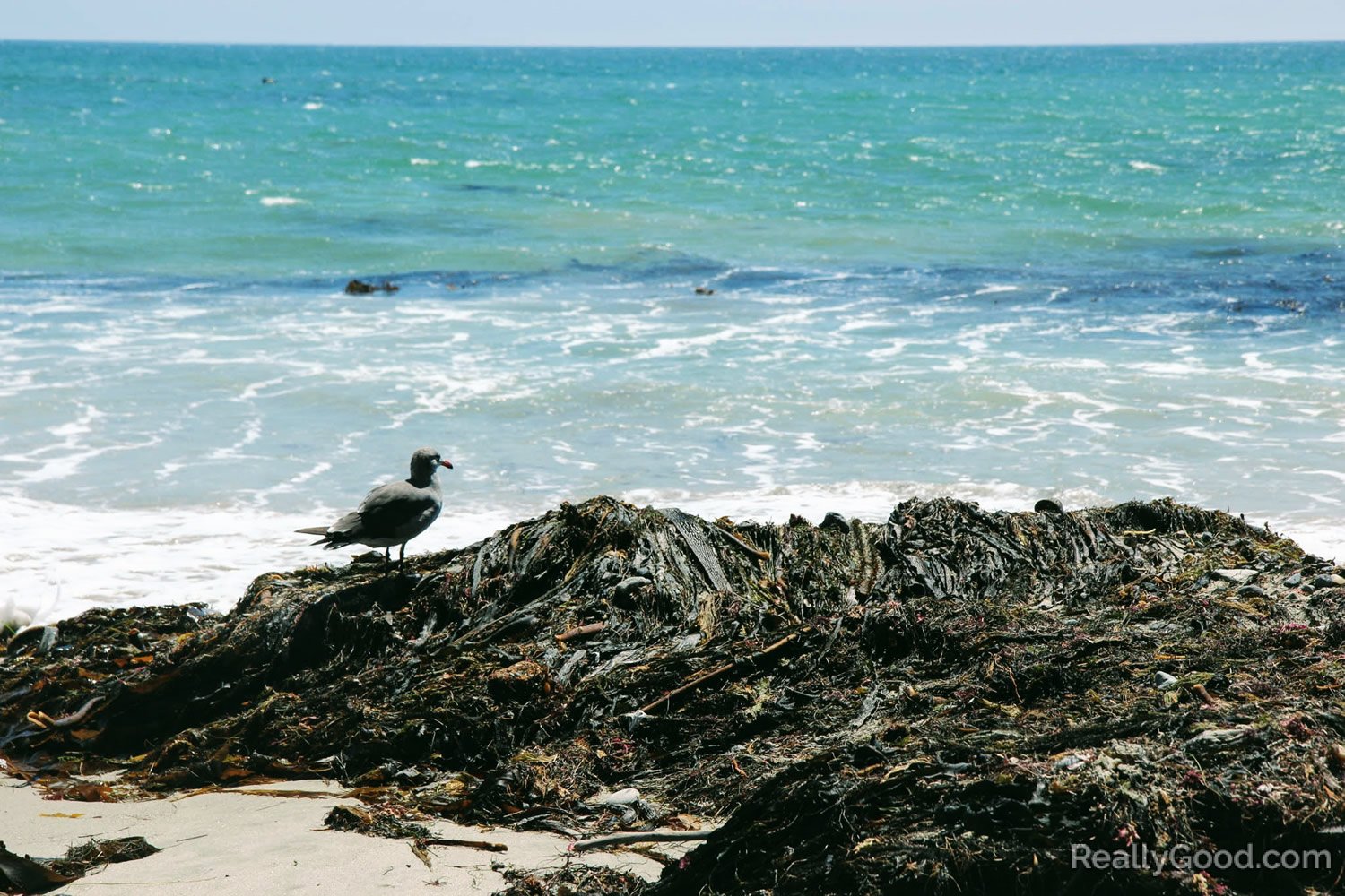 Gray gull