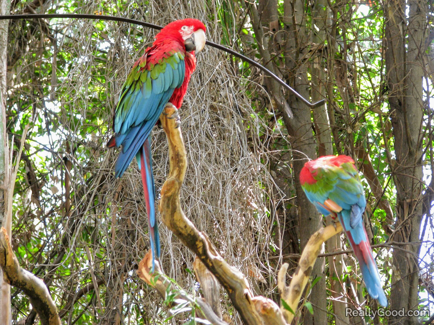 Green wing macaws