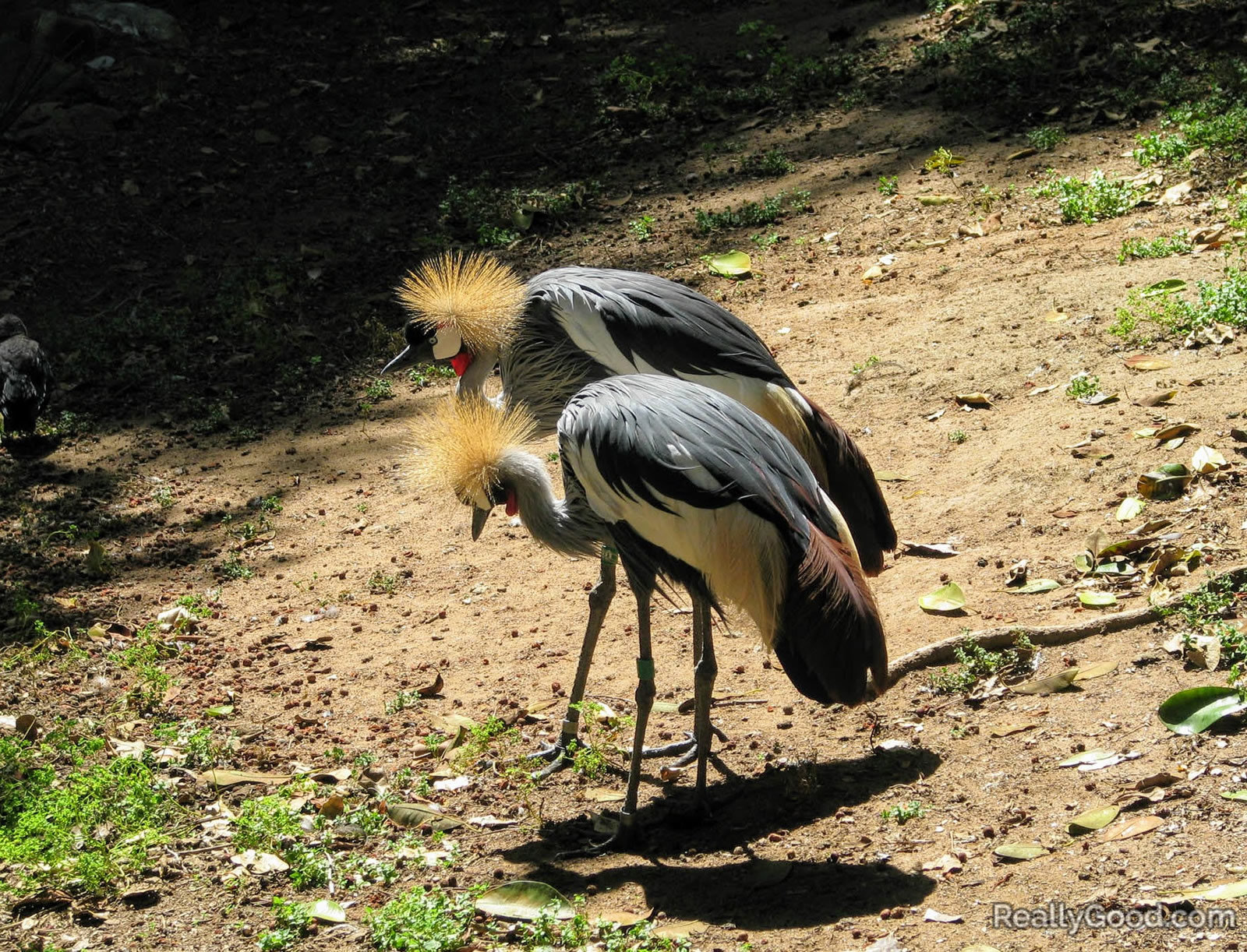 Grey crowned cranes