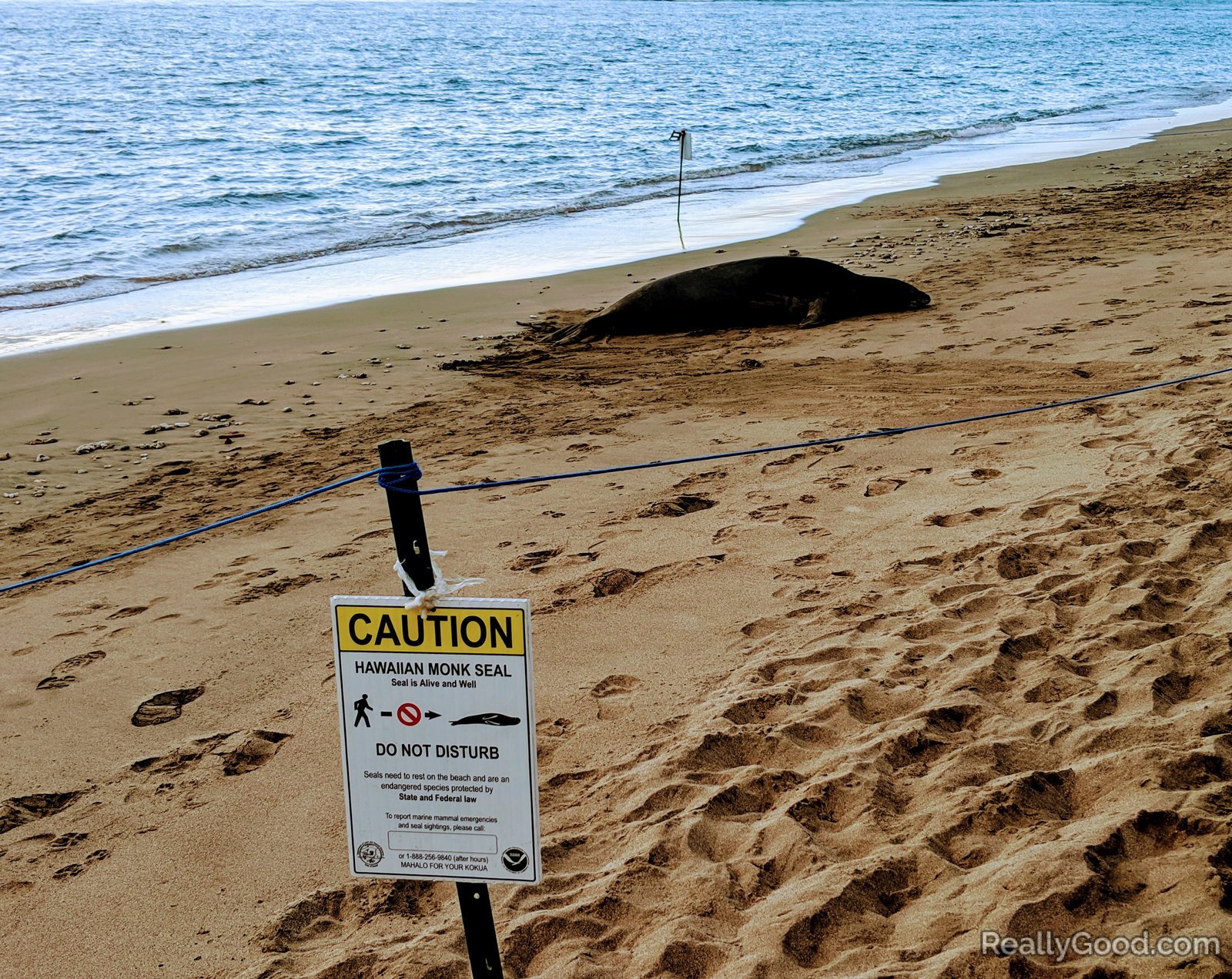 Hawaiian Monk Seal