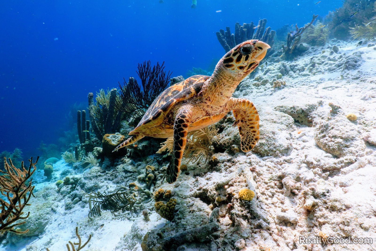 Hawksbill sea turtle in Klein, Bonnaire