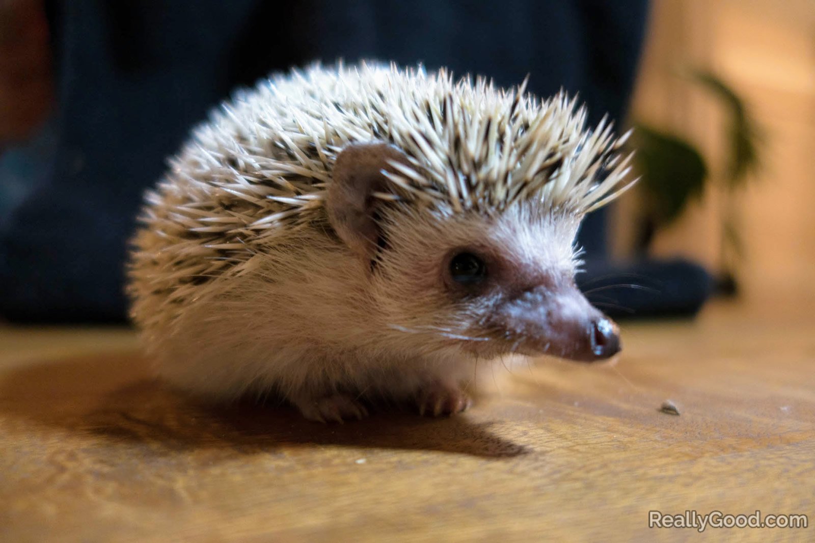 Hedgehog