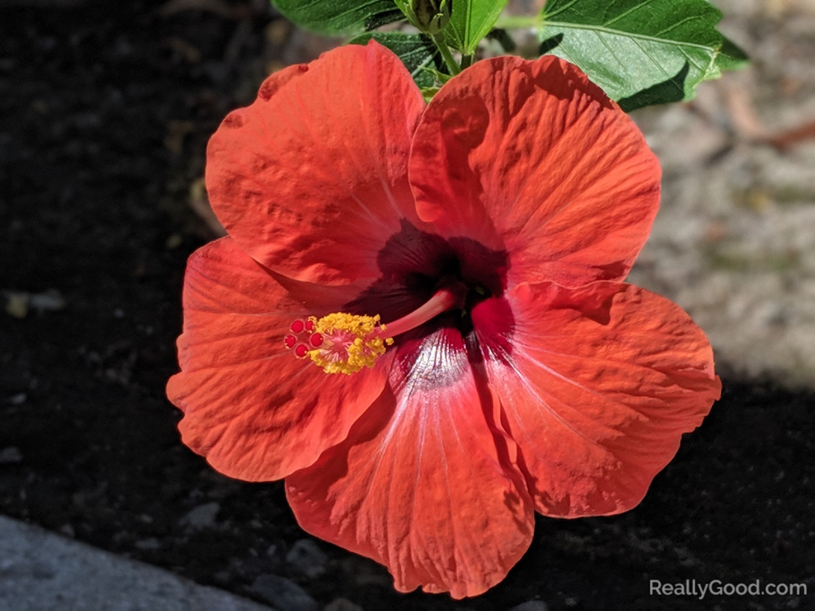 Hibiscus flower