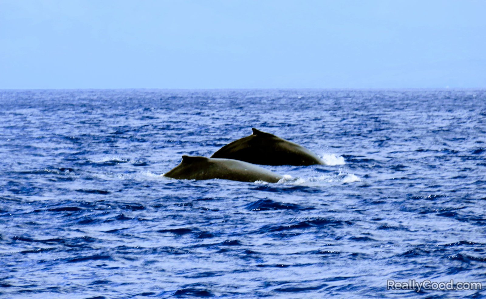 Humpback whales at Molokini, Maui