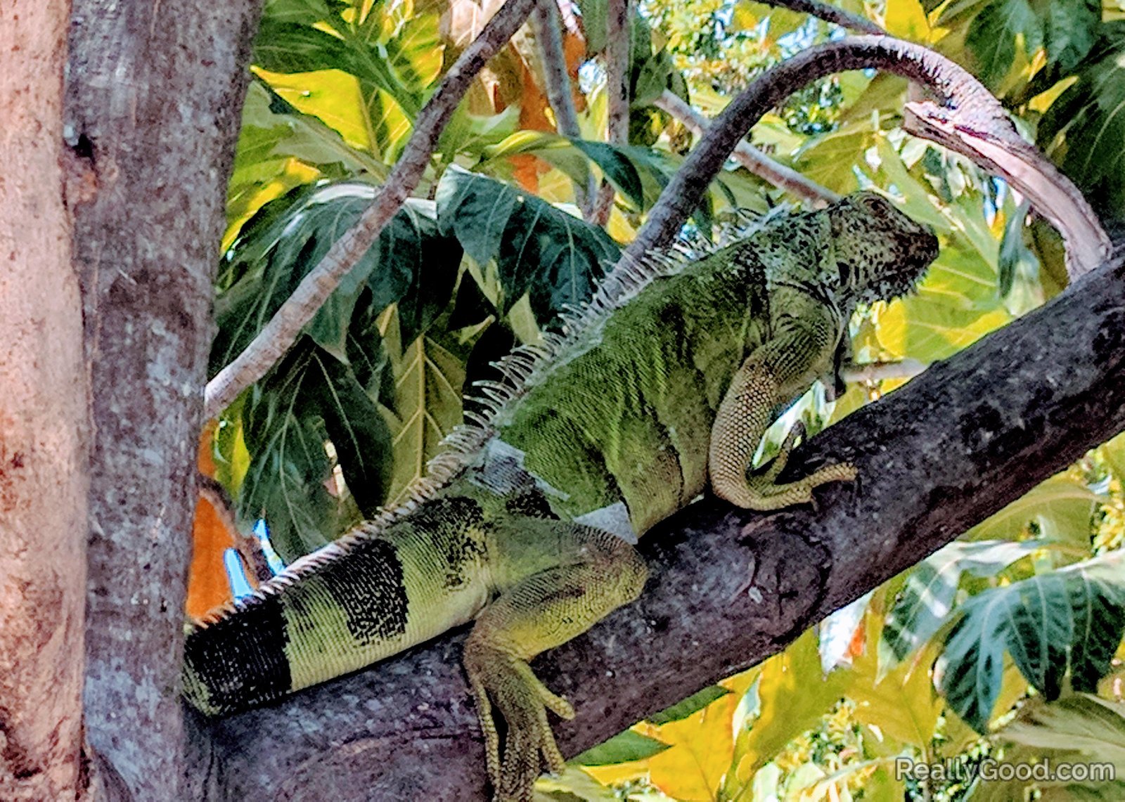 Iguana - George Town, Cayman Islands