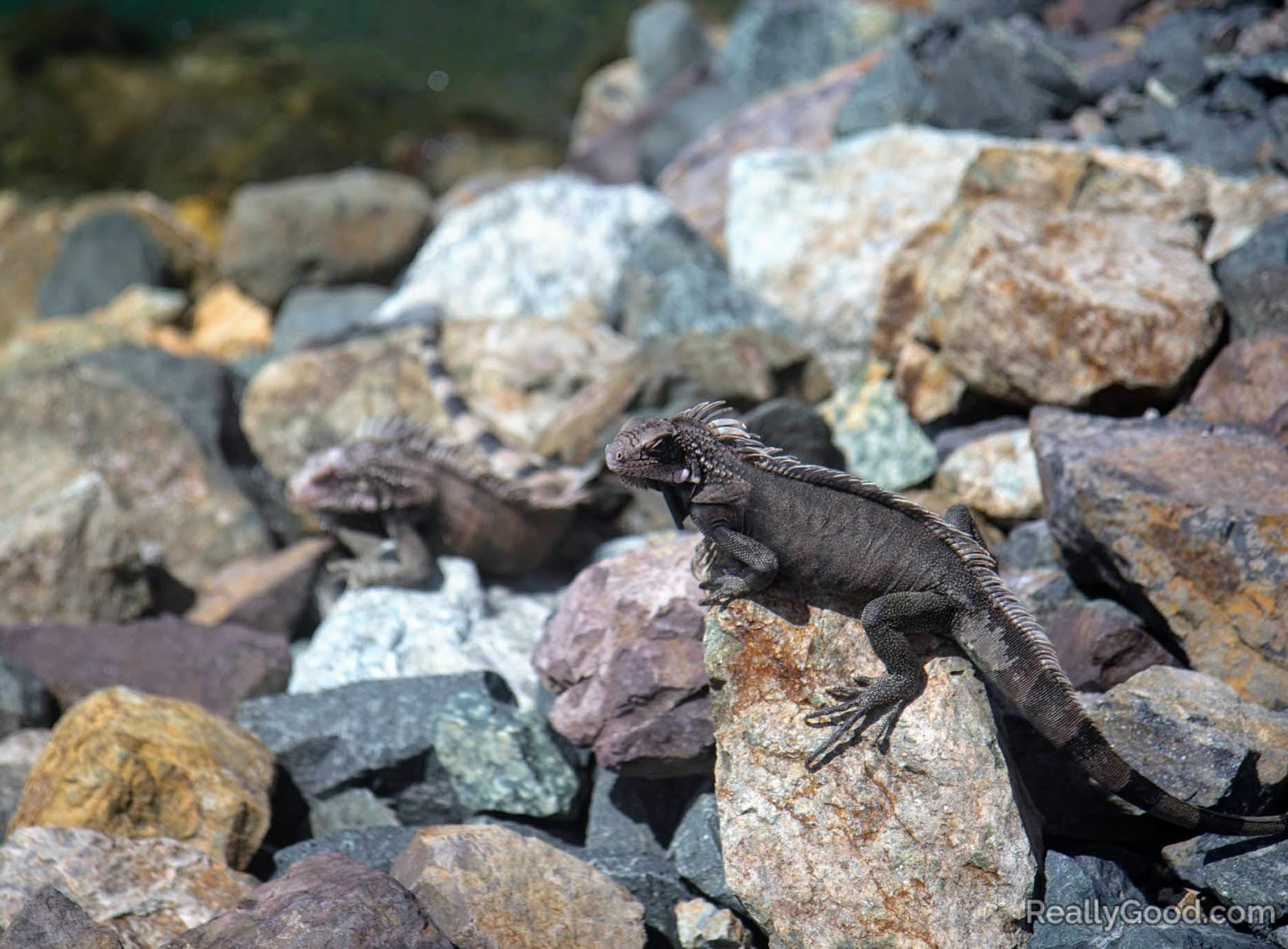 Iguanas