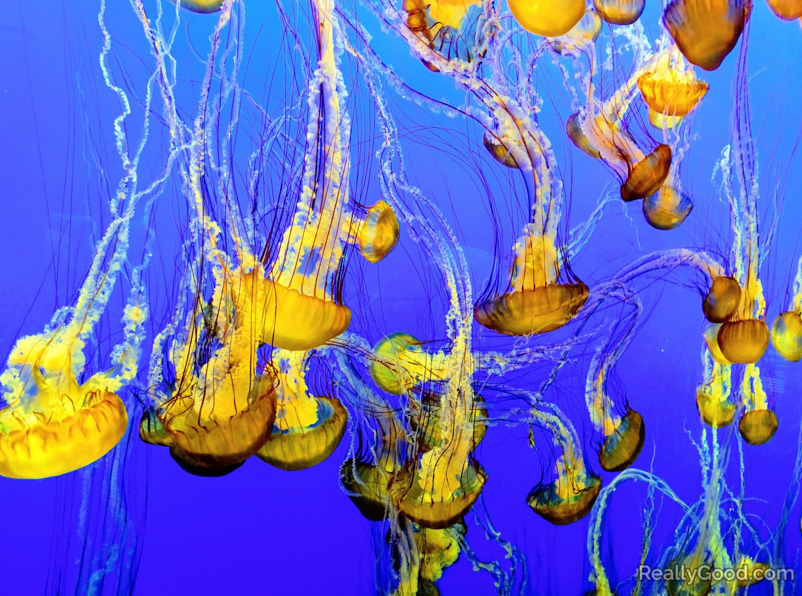 Jellies