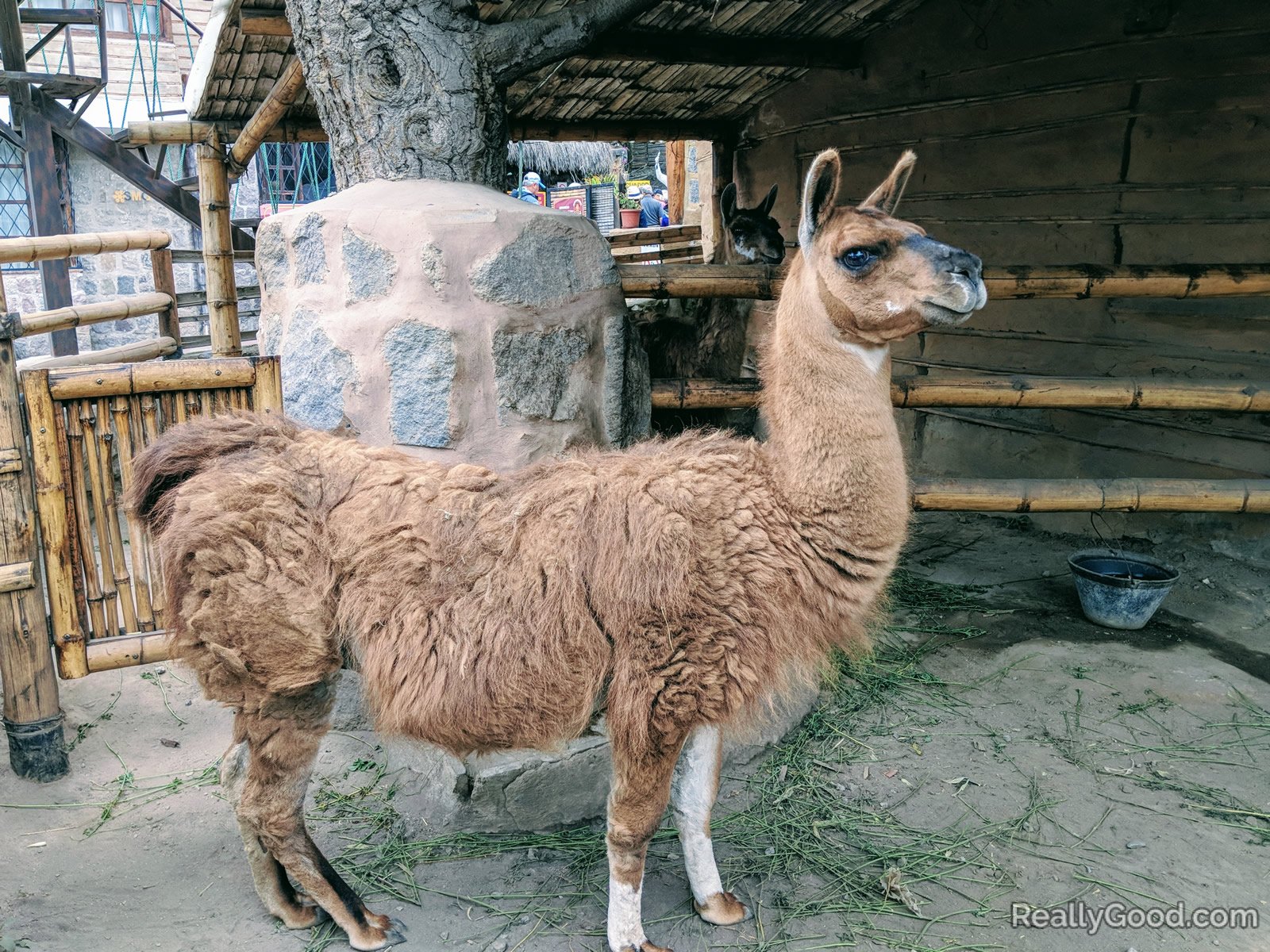 Llama